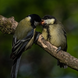 Redwell   02 06 2020   D500   Les 82.jpg